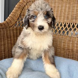 Ruby - Blue merle female Aussiedoodle puppy in Rochester, Massachusetts from Harmony Hill Doodles