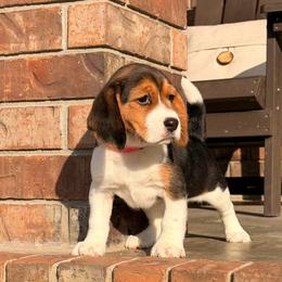 Robyn - Black tan and white female Beagle puppy in Mansfield, Missouri from Rippee Creek Kennel