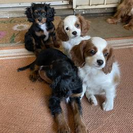 Cavalier King Charles Spaniel and Cavapoo Puppies from Larisa's Cavaliers