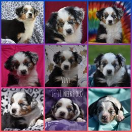 Miniature American Shepherd Puppies from Andaluz Mini American Shepherds