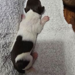 Twinkle - Piebald female Dachshund puppy in Oklahoma City, Oklahoma from Hamm Weenies  AKC (Dachshunds)