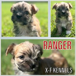 Aussiedoodle, Morkie, Poodle, Yorkipoo, and Yorkshire Terrier Puppies from X-F Kennels