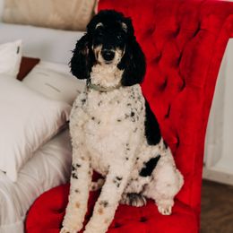 Delilah - Poodle