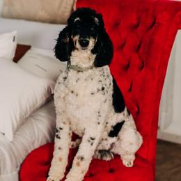 Delilah - Poodle