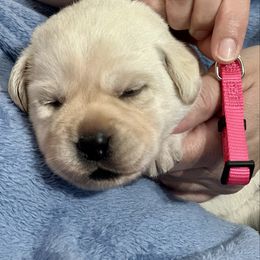Pink Collar - Yellow female Labrador Retriever puppy in Ocala, Florida from SoFlo Labradors