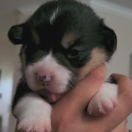 Pembroke Welsh Corgis from Space City Corgis