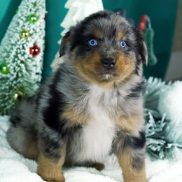 Ash - Blue merle male Australian Shepherd puppy in Eubank, Kentucky from Ashlee's Aussies