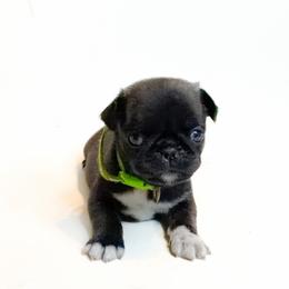 Lucy (green) - Silver female Pug puppy in Hereford, Arizona from Broken Road Ranch Pugs