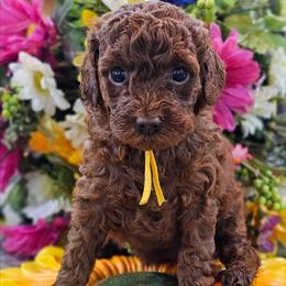 Cosmopolitan - Red  female Poodle puppy in Salem, Missouri from Meadowbrook Poodles
