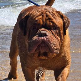 Hank "Tubbs" - Dogue de Bordeaux