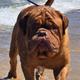Hank "Tubbs"