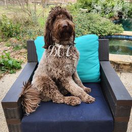Goldendoodle puppies from Doodles Of Cypress