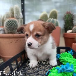 Girl 1 - Sable female Pembroke Welsh Corgi puppy in Nixa, Missouri from Pistol Creek Puppies
