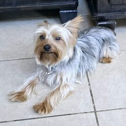 Yorkshire Terrier All Grown Up from Neptune Cove