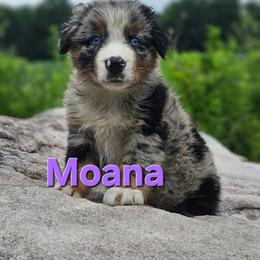 Moana - Blue merle female Australian Shepherd puppy in Trout Run, Pennsylvania from Rose Valley Aussies