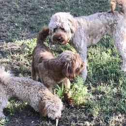Winston - Goldendoodle