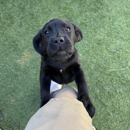 Girl 5 - Black female Labrador Retriever puppy in Newtown, Connecticut from Tiger Rose Labradors