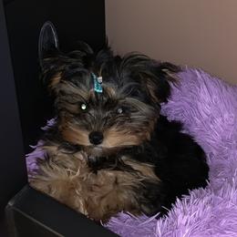 Yorkshire Terrier Puppies from Whispering Willows Kennels