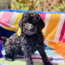 Grape - Black female Labradoodle puppy in Murray, Utah from Swann's Kennels