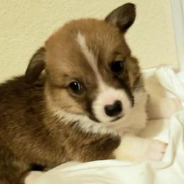 Pembroke Welsh Corgi Puppies from JD's Corgi Kennel