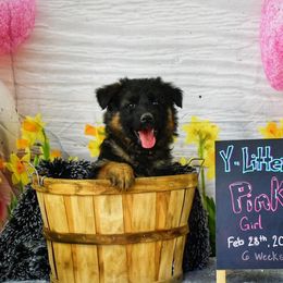 Pink Collar Girl - Black and red German Shepherd puppy in Kansas City, Missouri from Zwinger von dem Bauernhof