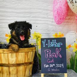 Pink Collar Girl - Black and red German Shepherd puppy in Kansas City, Missouri from Zwinger von dem Bauernhof