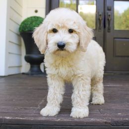 Sunday - Apricot male Goldendoodle puppy in Middlesex, North Carolina from Cedar Creek Doodles
