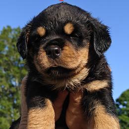 Rottweiler Puppies from Schone Rasse Rottweilers