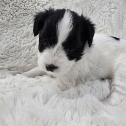 Holly - White and black female Papillon puppy in Hollister, Missouri from Swan Creek Kennel