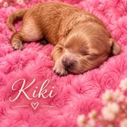Kiki - Brown female Shihpoo puppy in Cooper City, Florida from Jenny La Bone