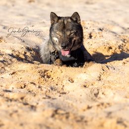 Hokkaido All Grown Up from Kogarashi Kennel 凩荘