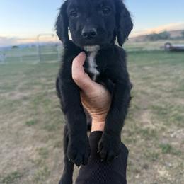 Cream - Black male Springerdoodle puppy in Clifton, Idaho from Little Mountain Springers, Springerdoodles & Poodles