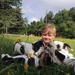Basset Hound Puppies from Janzen Family Bassets