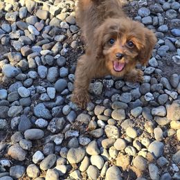Claire - Red female Cavapoo puppy in Washington from Mt.BakerPoodles&Doodles