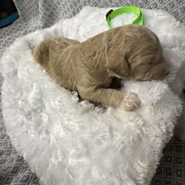 Boy 3 - Buff male Cockapoo puppy in Golden, Mississippi from Two Creeks Farm Poodles & Doodles