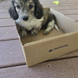 Dachshund Puppies from Mel's LowRider Ranch