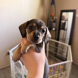 Penelope (pink) - Wild boar and cream female Dachshund puppy in Modesto, California from Once Upon a Mini Dachshund