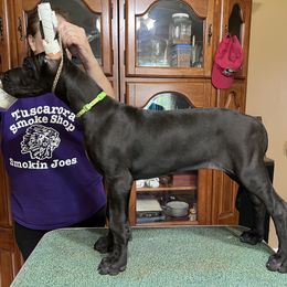 Great Dane Puppies from Hladik Great Danes