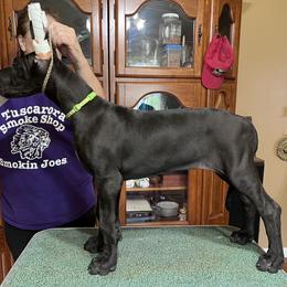 Great Dane Puppies from Hladik Great Danes