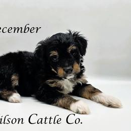 December - Black tri-color female Aussiedoodle puppy in Lancaster, Minnesota from Wilson Cattle Co.