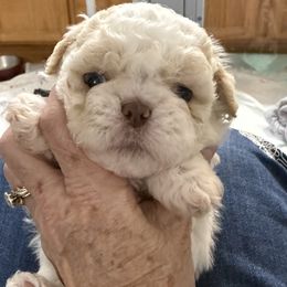 Drew - Cream and white male Shih Tzu puppy in Tallahassee, Florida from Bows and Bow Ties