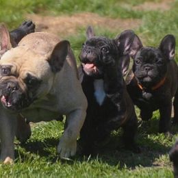 French Bulldogs from South Peach Frenchies