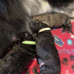 Shiloh Shepherd Puppies from Opal Shilohs