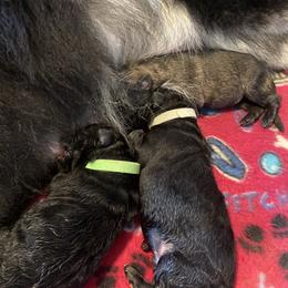 Shiloh Shepherd Puppies from Opal Shilohs