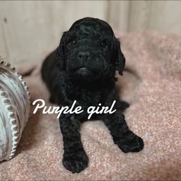 Purple girl - Black female Bernedoodle puppy in Mesa, Colorado from Bailey Doodles