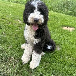 Kinley Kay - Sheepadoodle