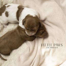 Dachshund Puppies from Little Paws Dachshunds