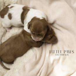 Dachshund Puppies from Little Paws Dachshunds