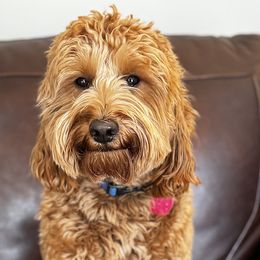 Sarge - Goldendoodle