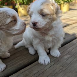 Maltese, Maltipoo, and Poodle Puppies from MountCarmelPuppies